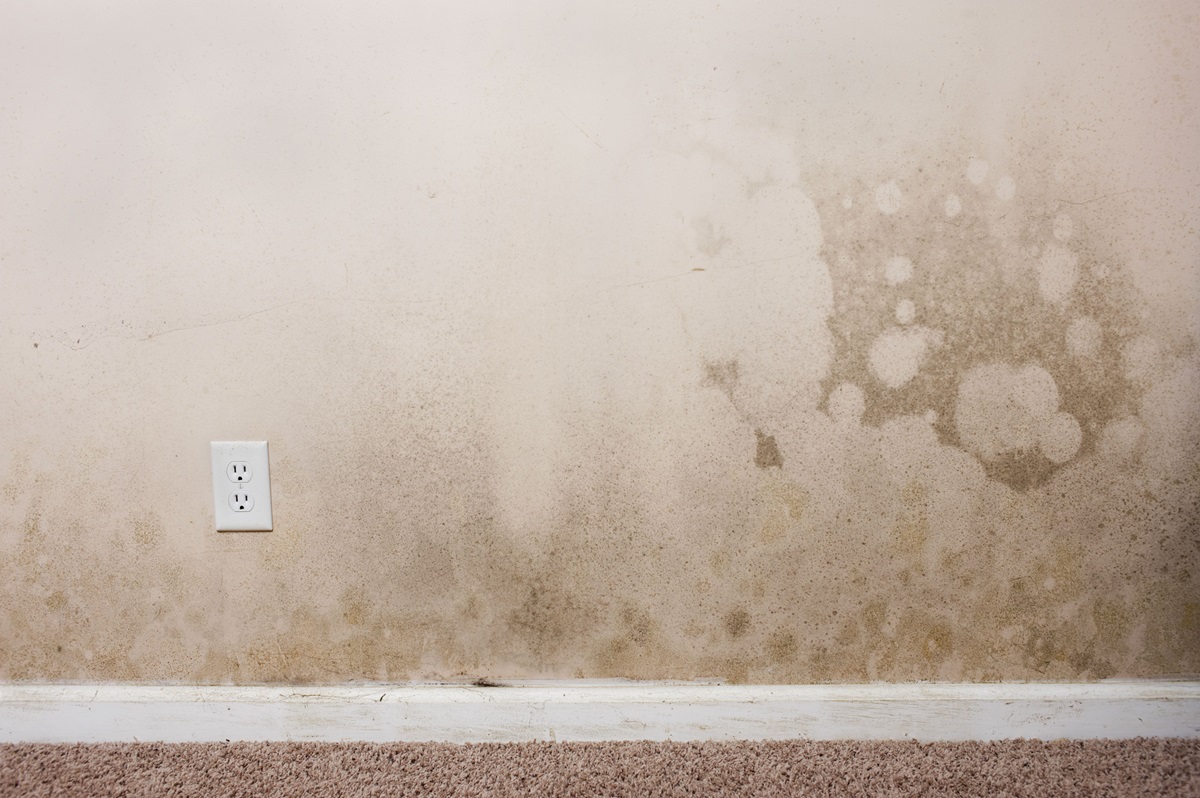 How To Kill Mold On Drywall?