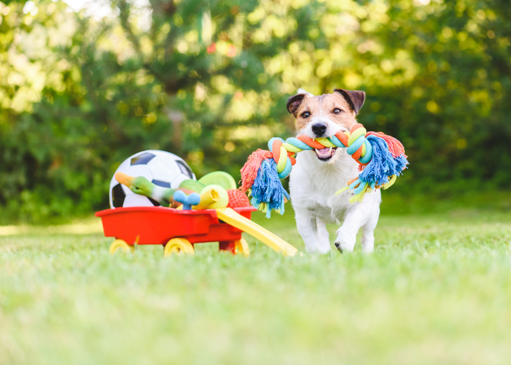 Pet products: Fun Projects to Personalize Your Pet’s Style