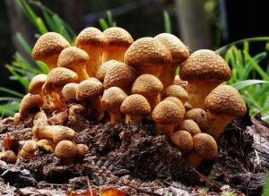 Golden Teacher mushrooms