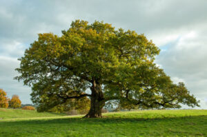 Fort collin tree